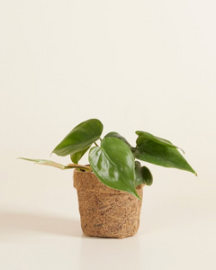 Baby Kokedama Pot (10 Pcs)