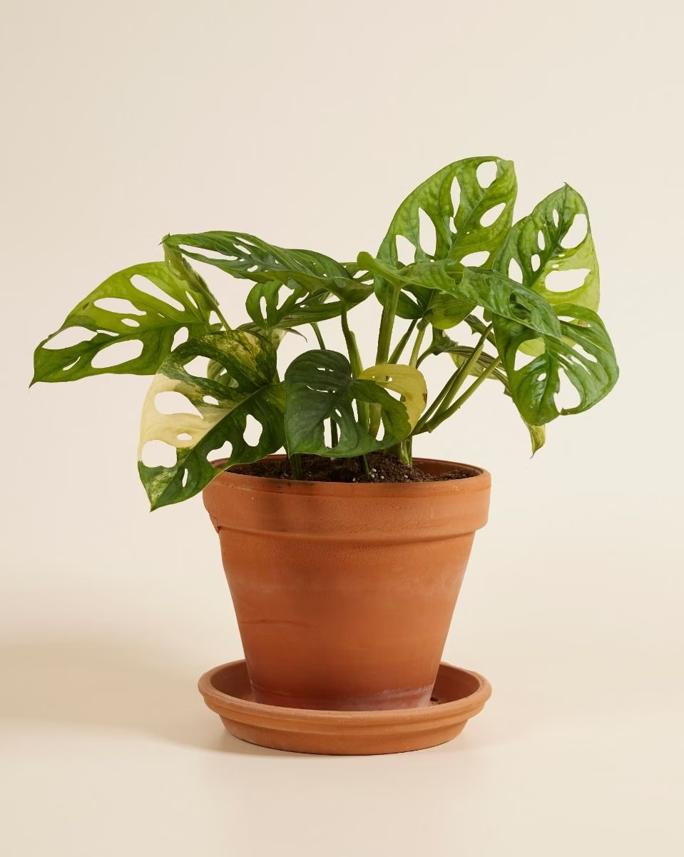 Monstera Adansonii Aurea مونستيرا أدونسي