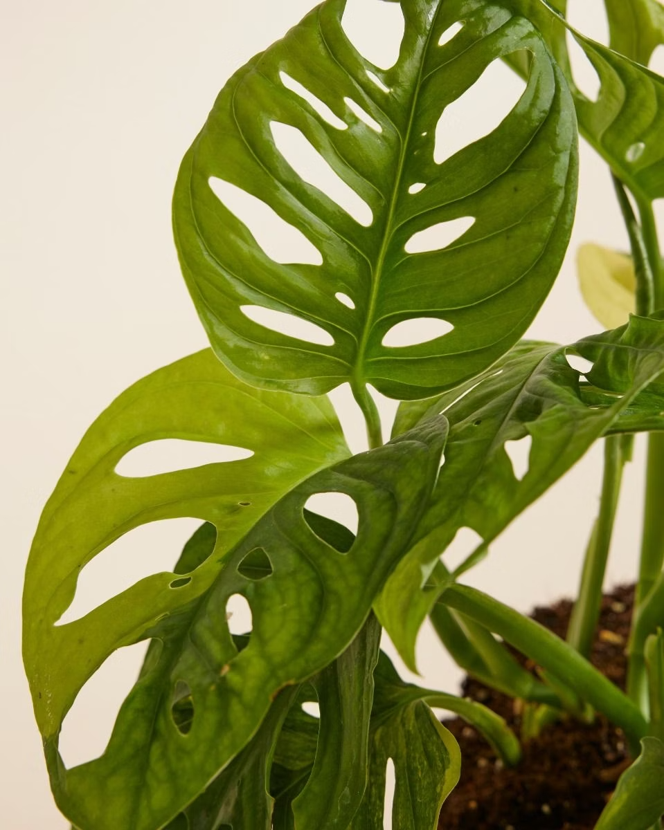 monstera adansonii yellow and brown leaves Monstera Adansonii Aurea (A-Grade) مونستيرا أدونسي مبرقشة – NABAT
