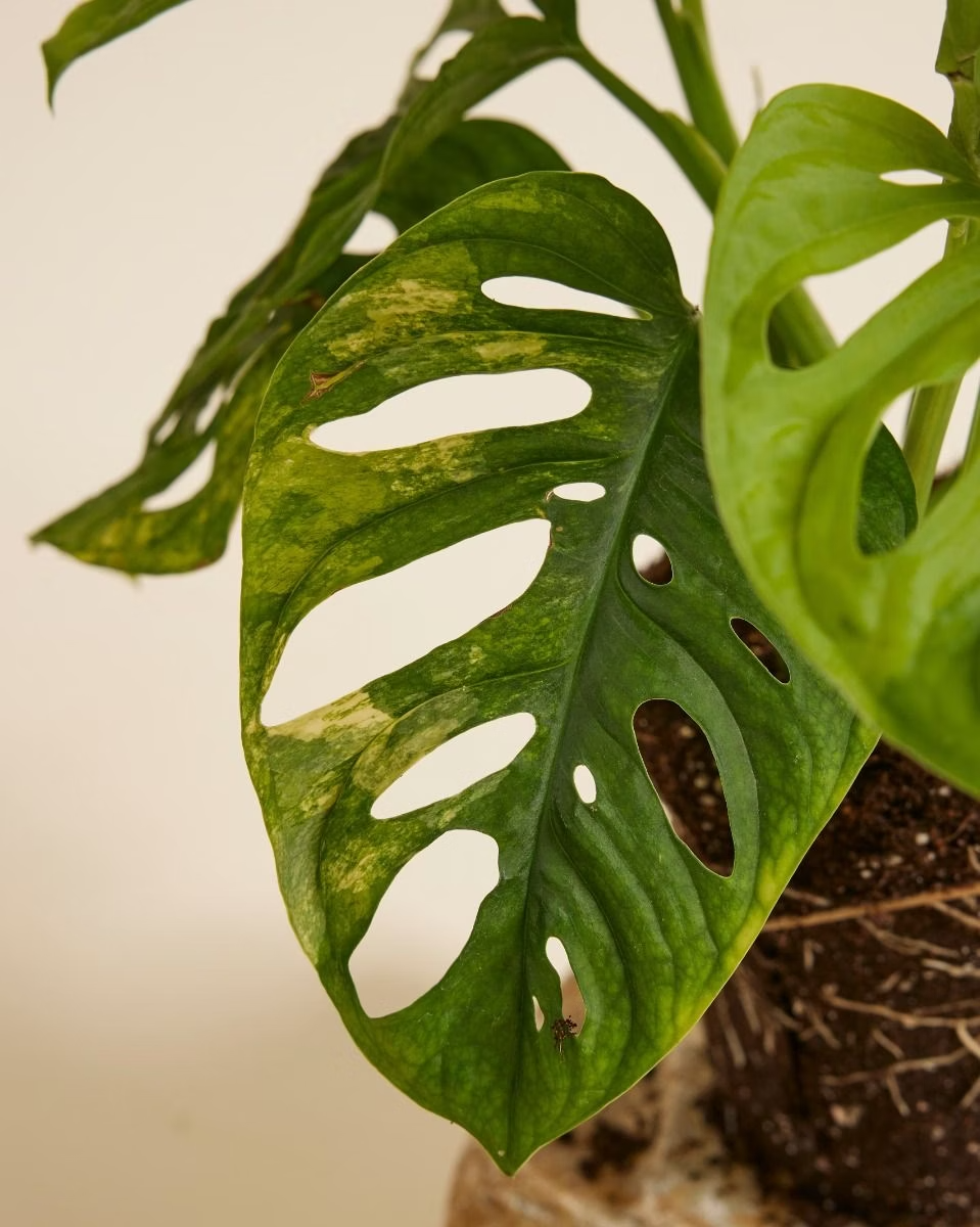 Monstera Adansonii Aurea مونستيرا أدونسي مبرقشة