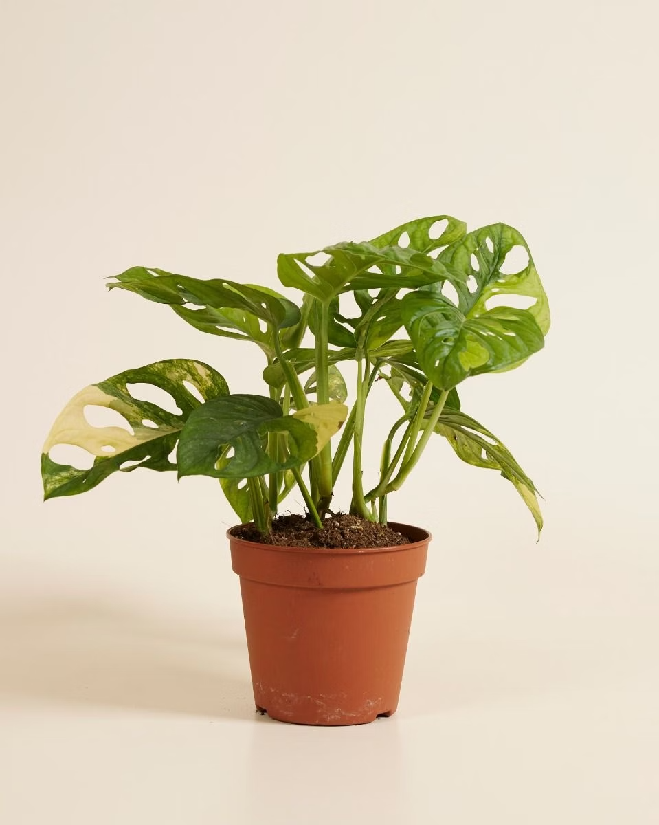 Monstera Adansonii Aurea مونستيرا أدونسي مبرقشة