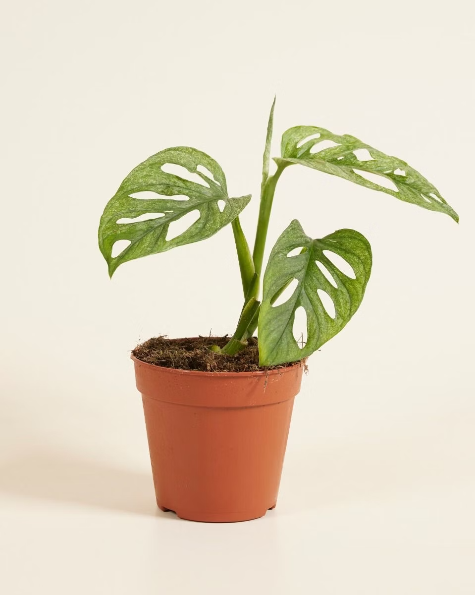 Monstera Adansonii Mint مونستيرا أدونسي