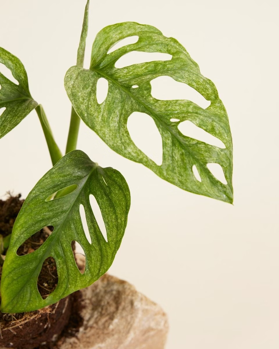 Monstera Adansonii Mint مونستيرا أدونسي