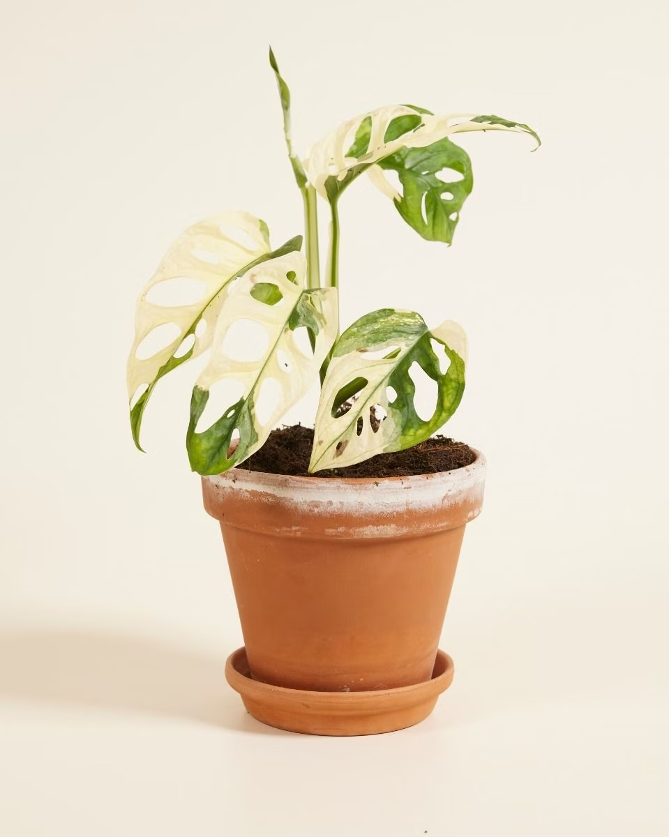 Monstera Adansonii Variegated مونستيرا أدونسي