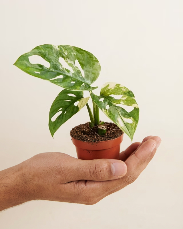 Baby Adansonii Variegated (A-Grade) مونستيرا أدونسي