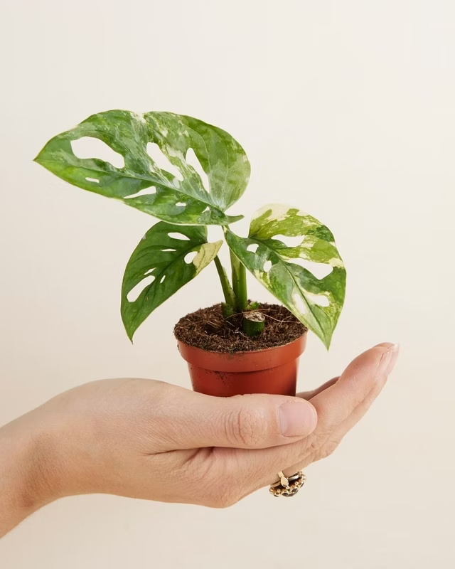 Baby Adansonii Variegated مونستيرا أدونسي