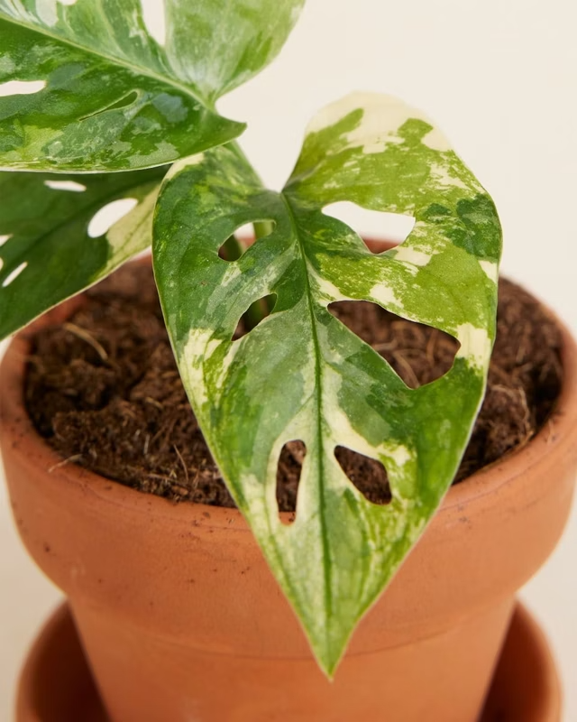 Baby Adansonii Variegated مونستيرا أدونسي