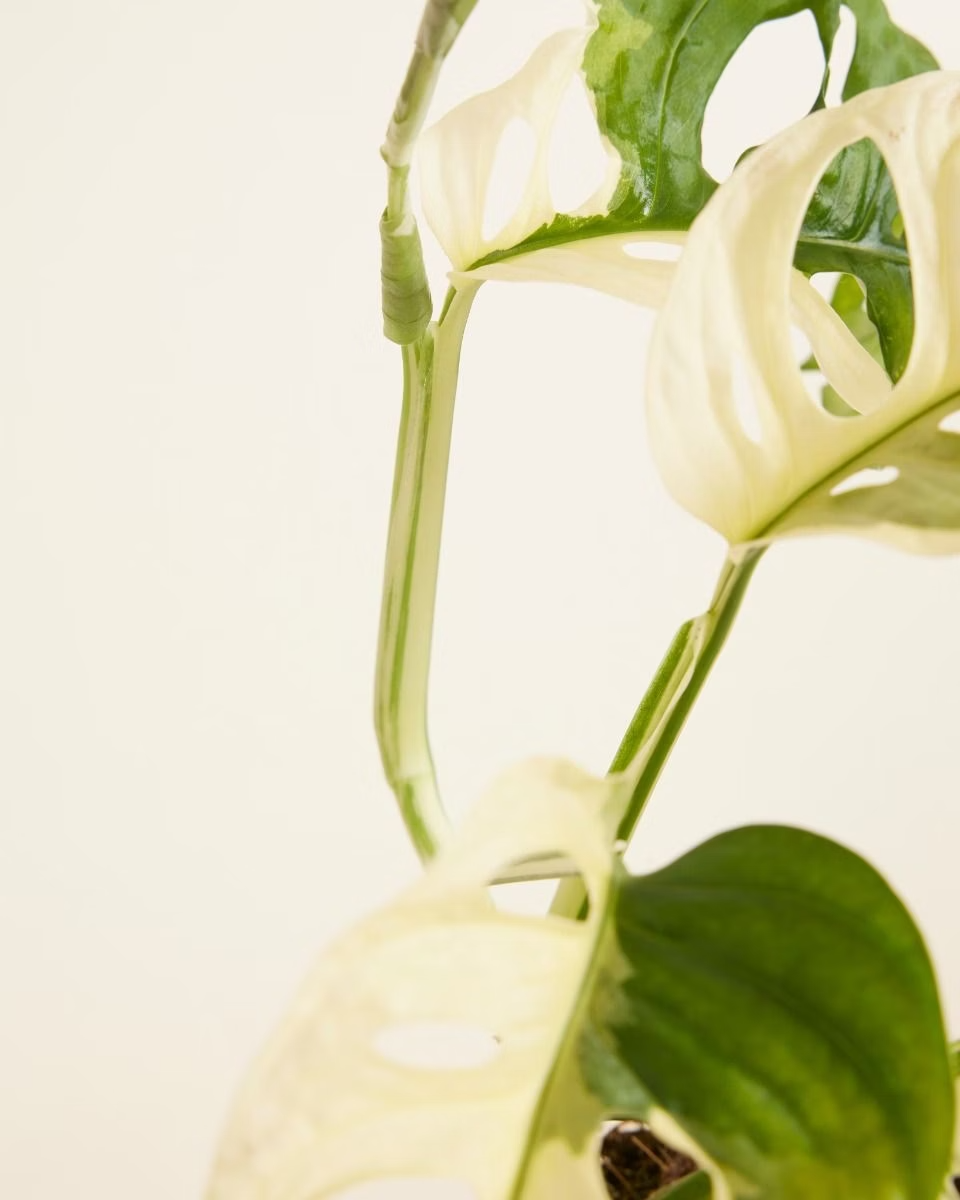 Monstera Adansonii Variegated مونستيرا أدونسي