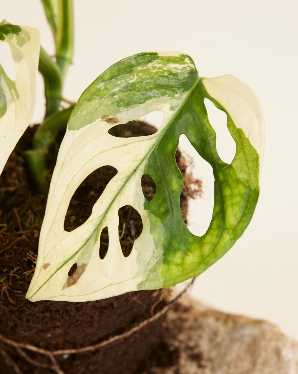 Monstera Adansonii Variegated مونستيرا أدونسي