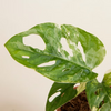Baby Adansonii Variegated (A-Grade) مونستيرا أدونسي