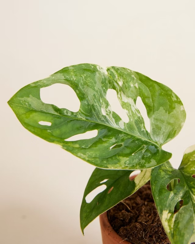 Baby Adansonii Variegated مونستيرا أدونسي