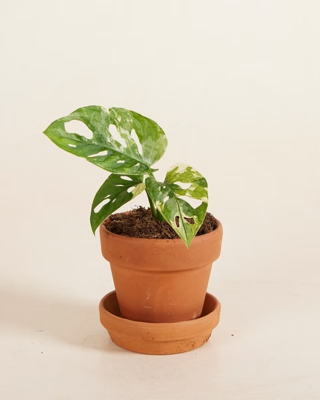 Baby Adansonii Variegated مونستيرا أدونسي