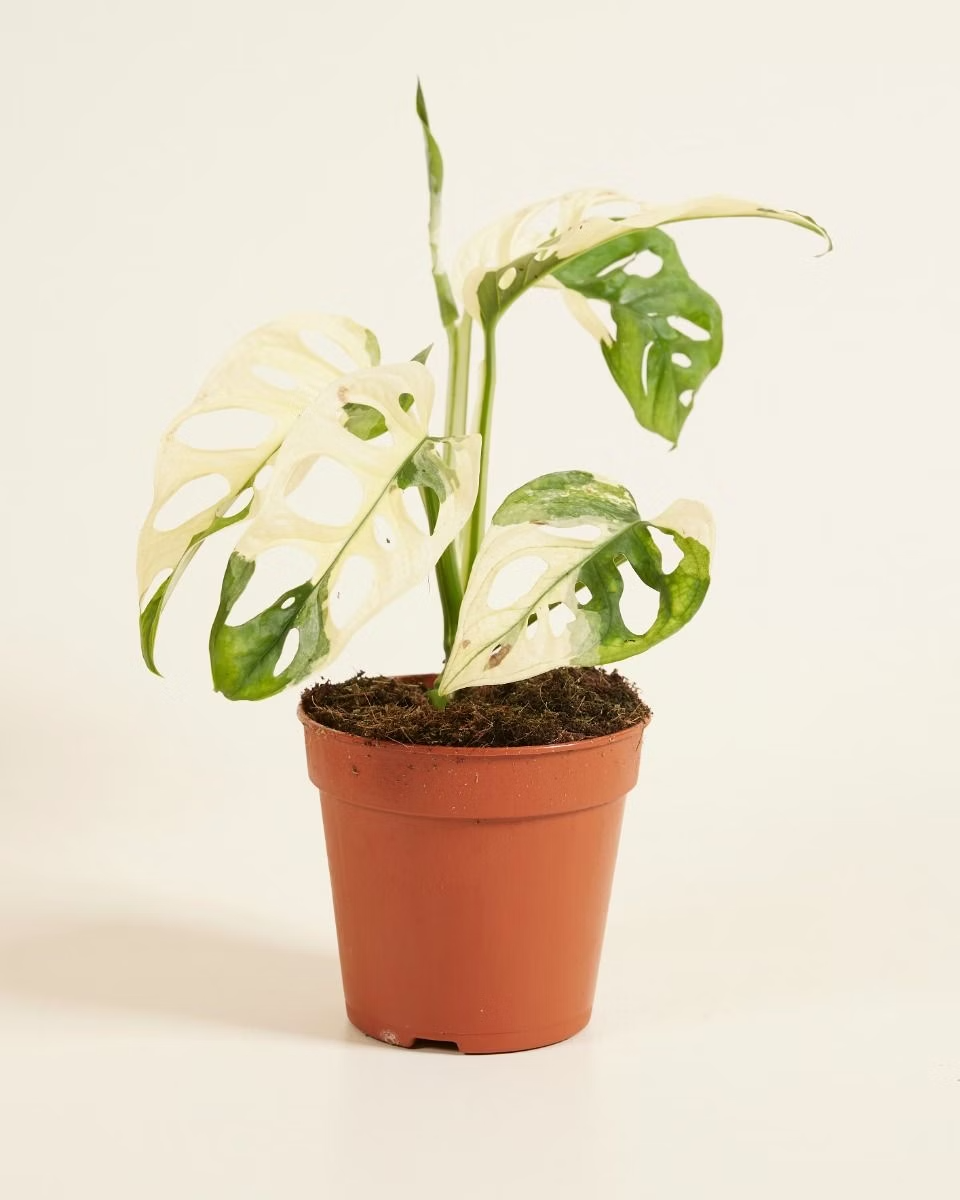 Monstera Adansonii Variegated (A-Grade) مونستيرا أدونسي