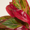 Aglaonema Creta Flame