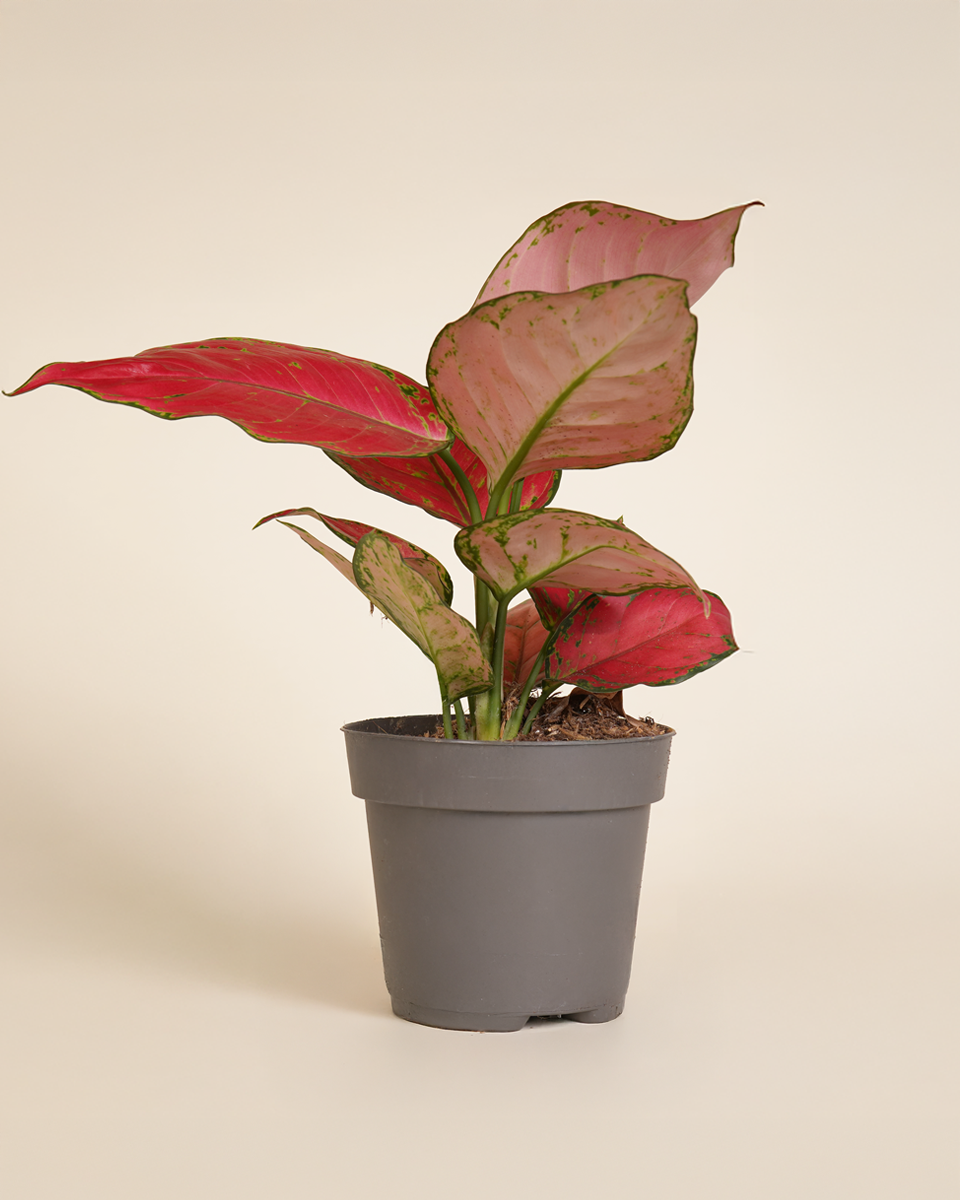 Aglaonema Red Joy