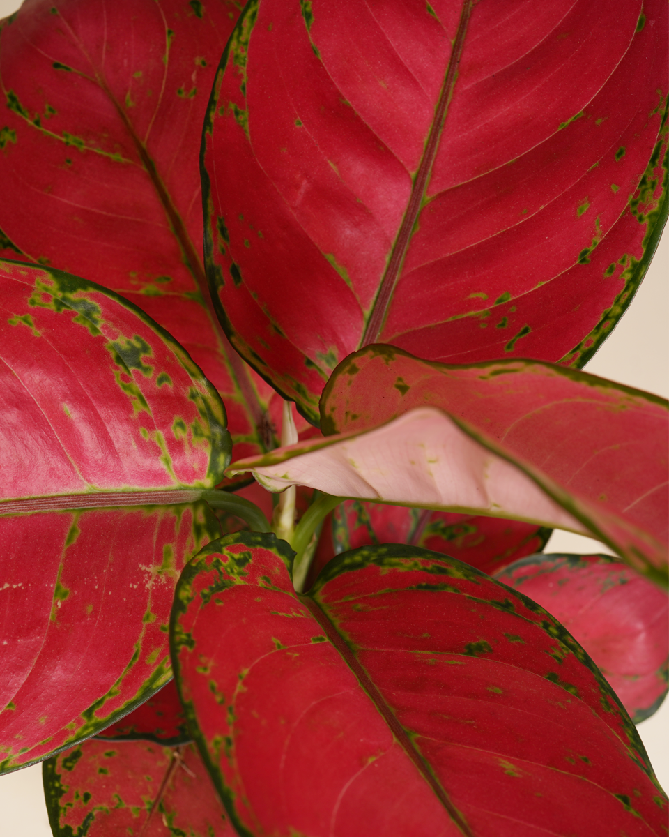 Aglaonema Red Joy
