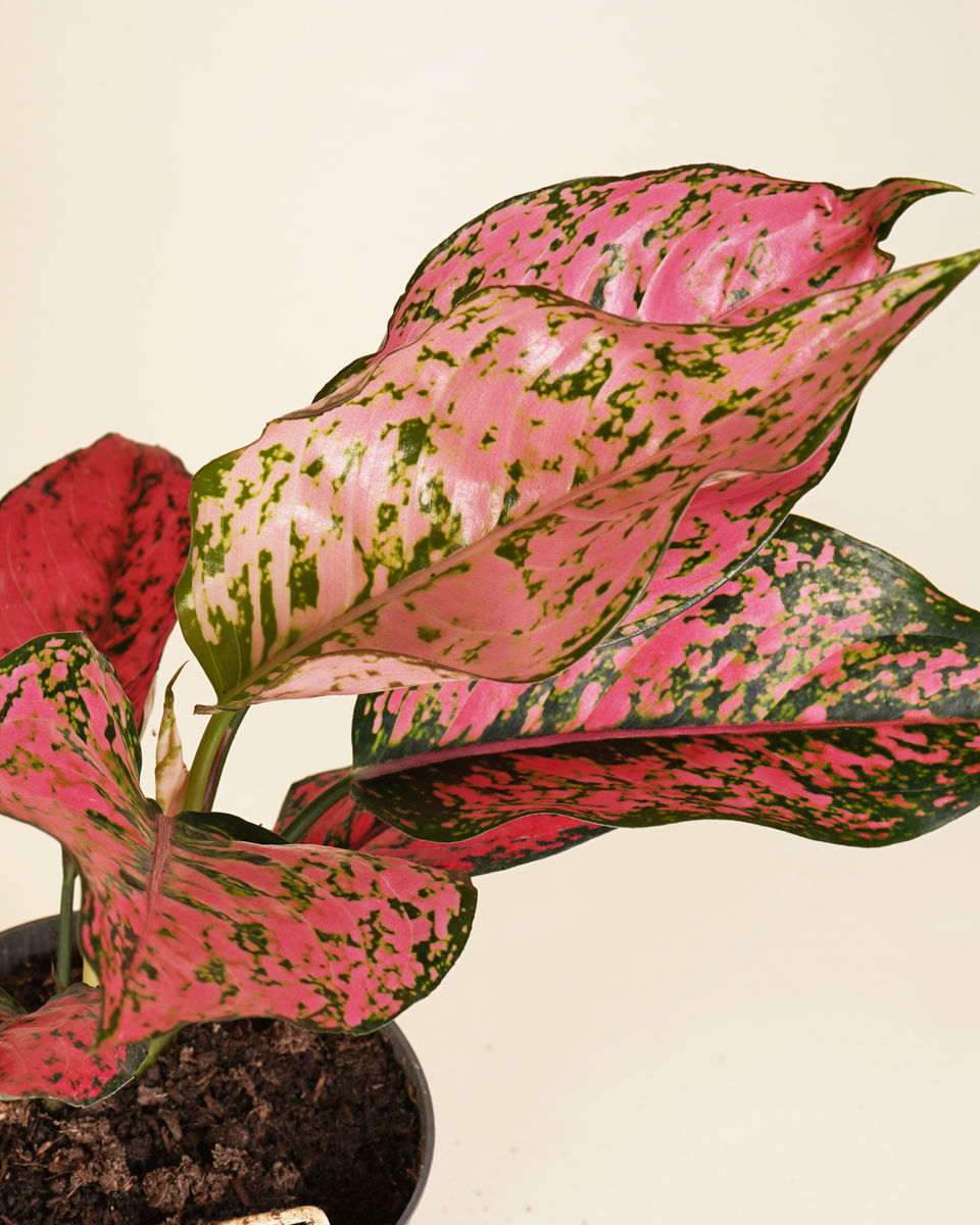 Aglaonema Spicy Pink