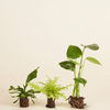 Air Purifying Set