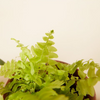 Air Purifying Set
