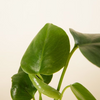 Air Purifying Set