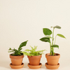 Air Purifying Set