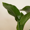 Air Purifying Set M