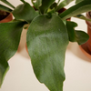 Air Purifying Set M
