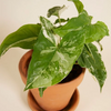 Syngonium Albo Variegata