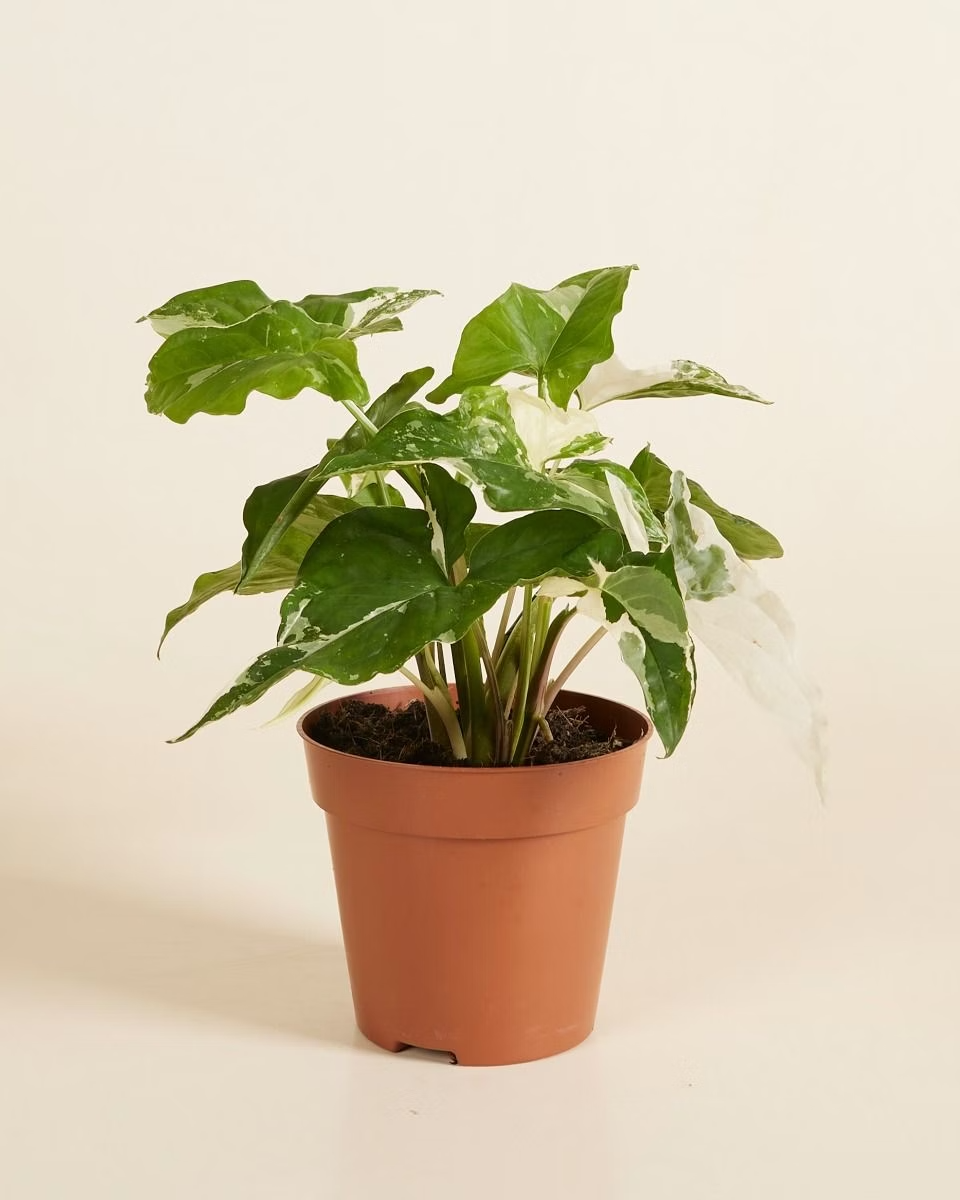 Syngonium Albo Variegata