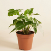 Syngonium Albo Variegata