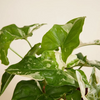 Syngonium Albo Variegata