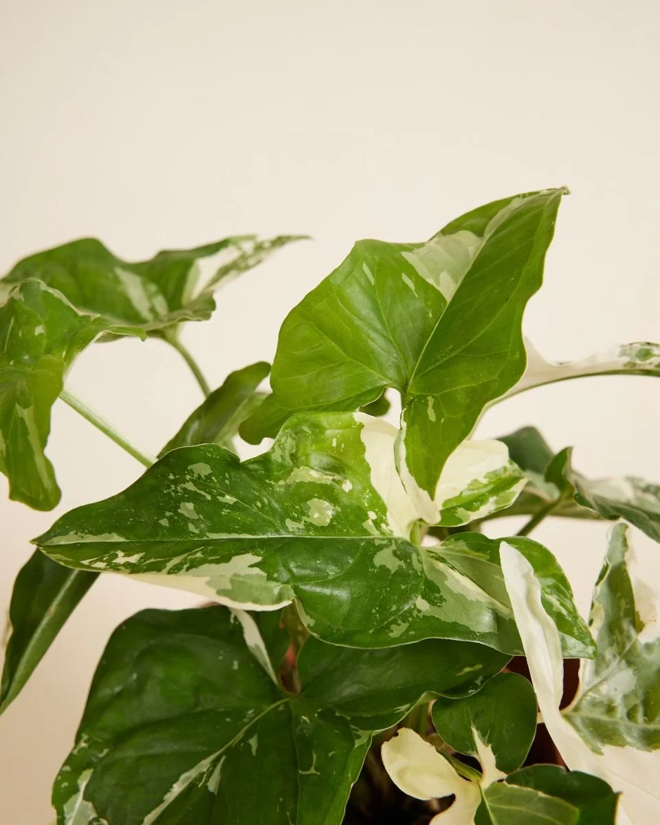 Syngonium Albo Variegata