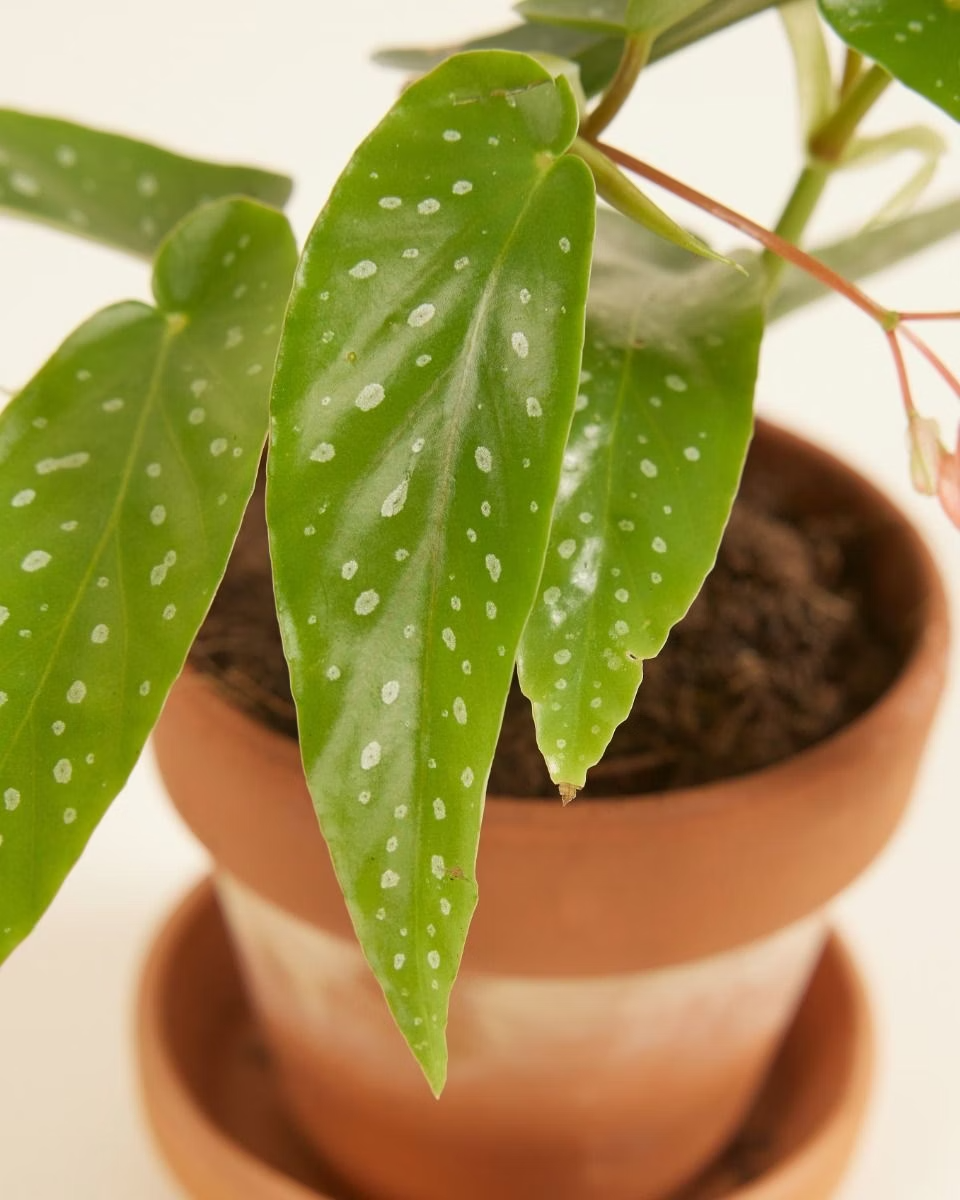 Baby Begonia Albopicta