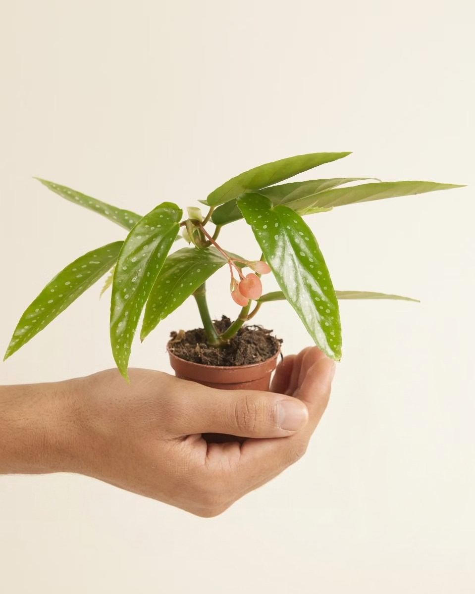 Baby Begonia Albopicta