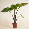Alocasia Black Cobra (Elephant Ears)