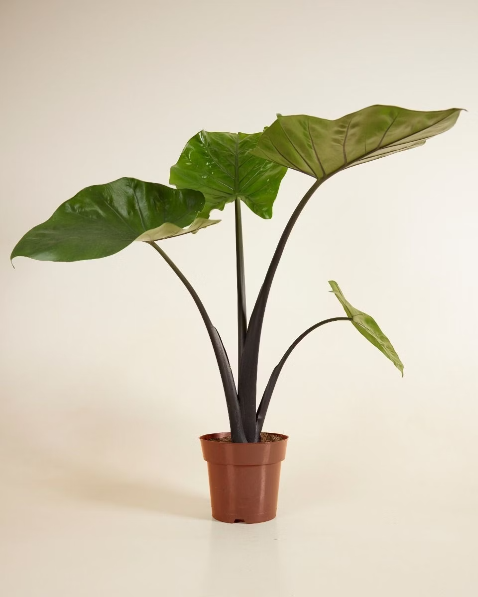 Alocasia Black Cobra (Elephant Ears)