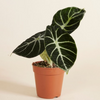 Alocasia Ninja