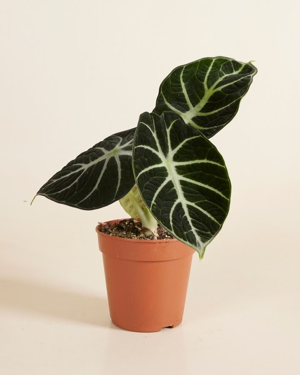 Alocasia Ninja