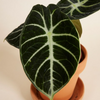 Alocasia Ninja