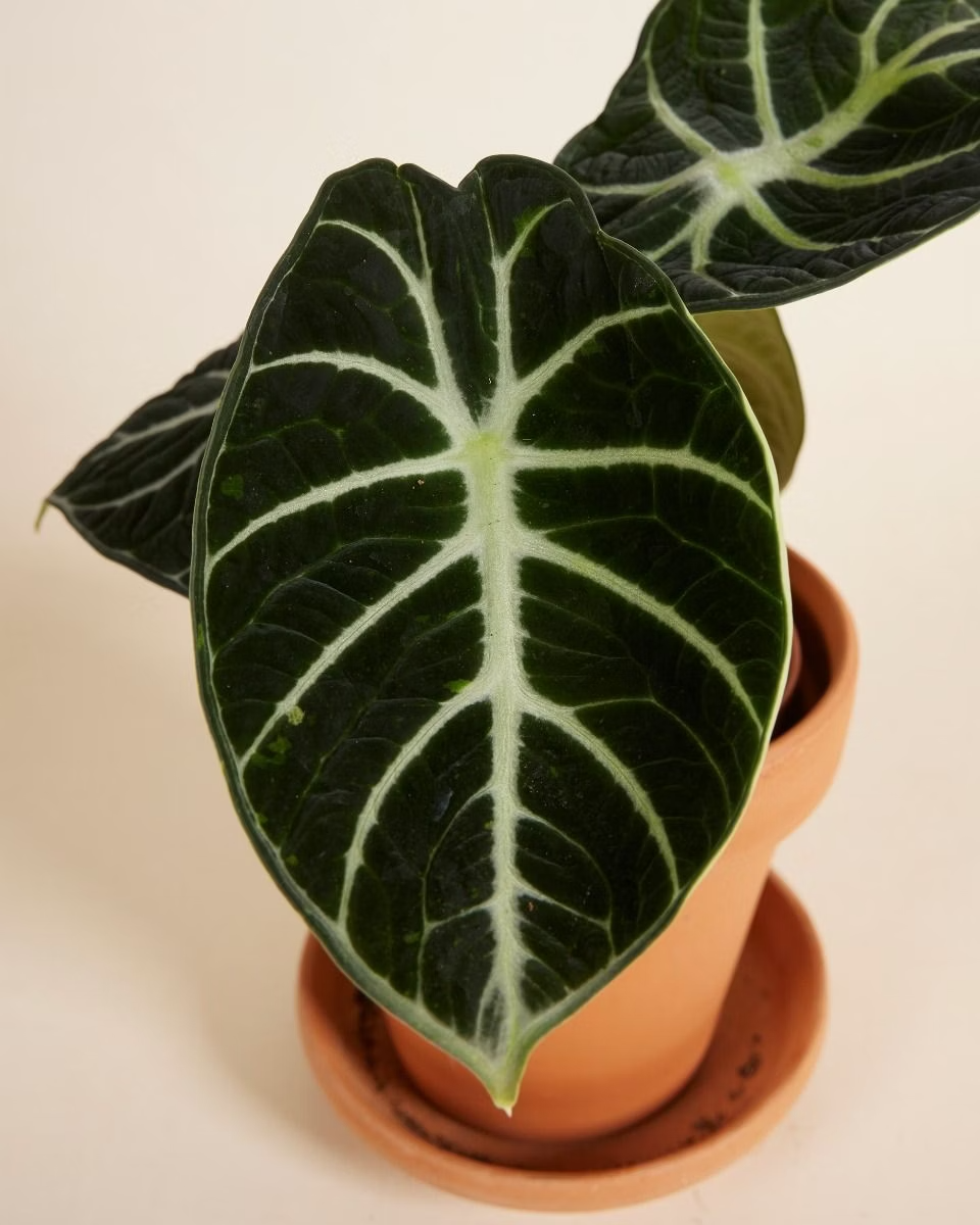 Alocasia Ninja