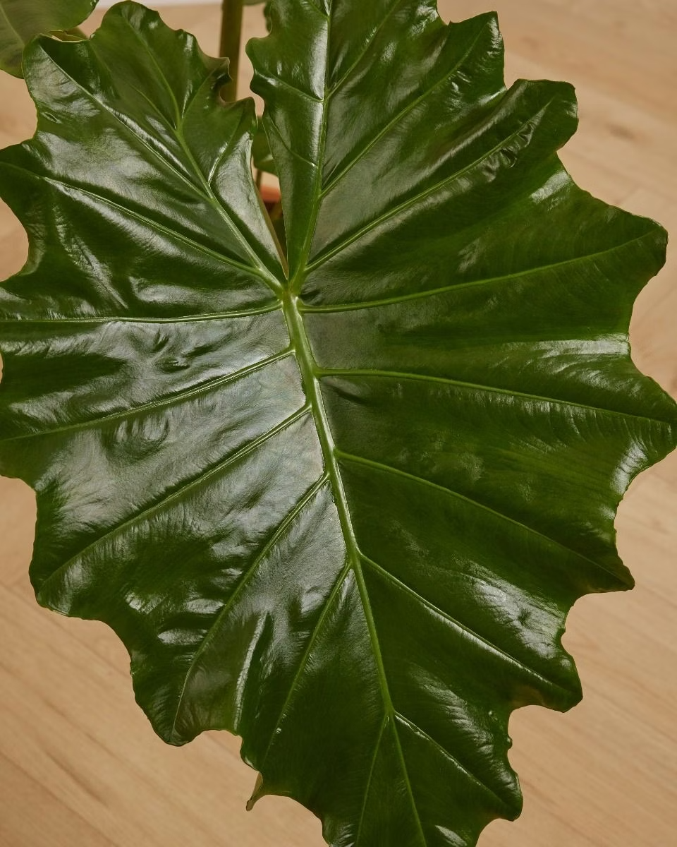 Alocasia Portodora (Elephant Ears)
