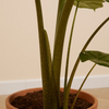 Alocasia Portodora (Elephant Ears)