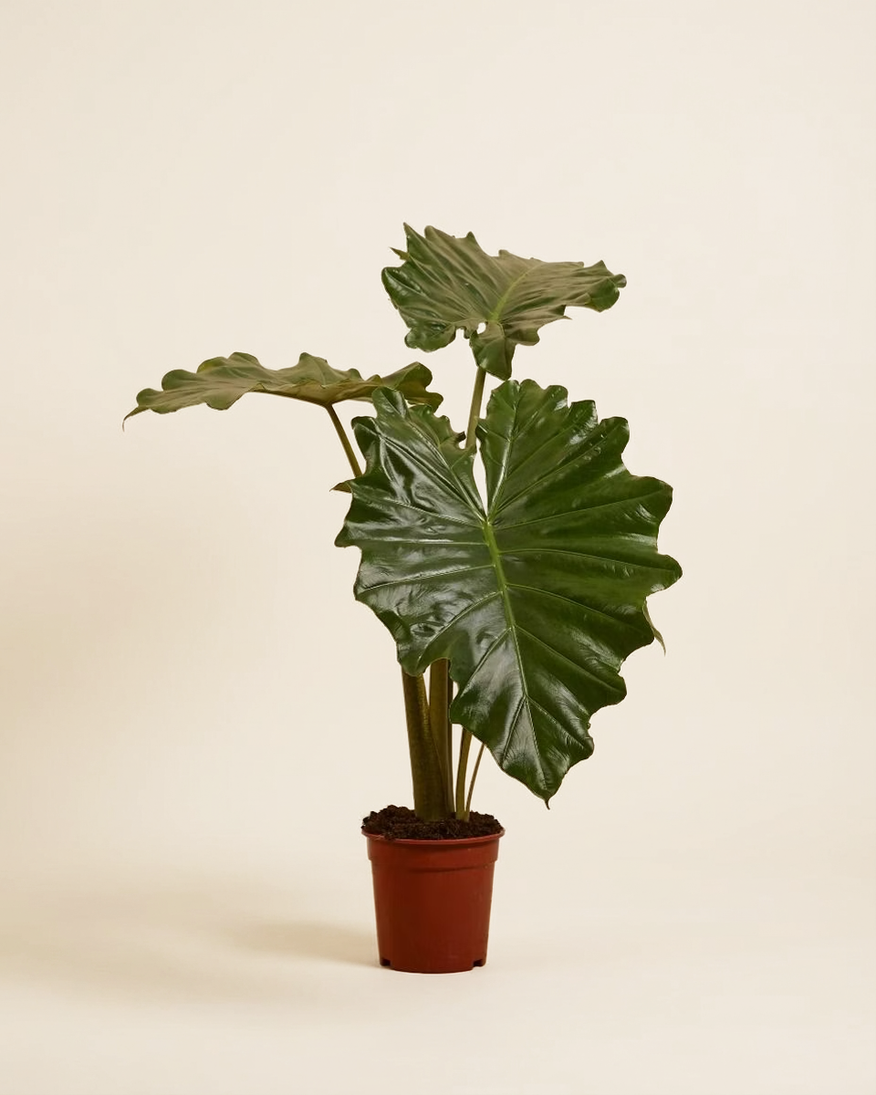 Alocasia Portodora (Elephant Ears)