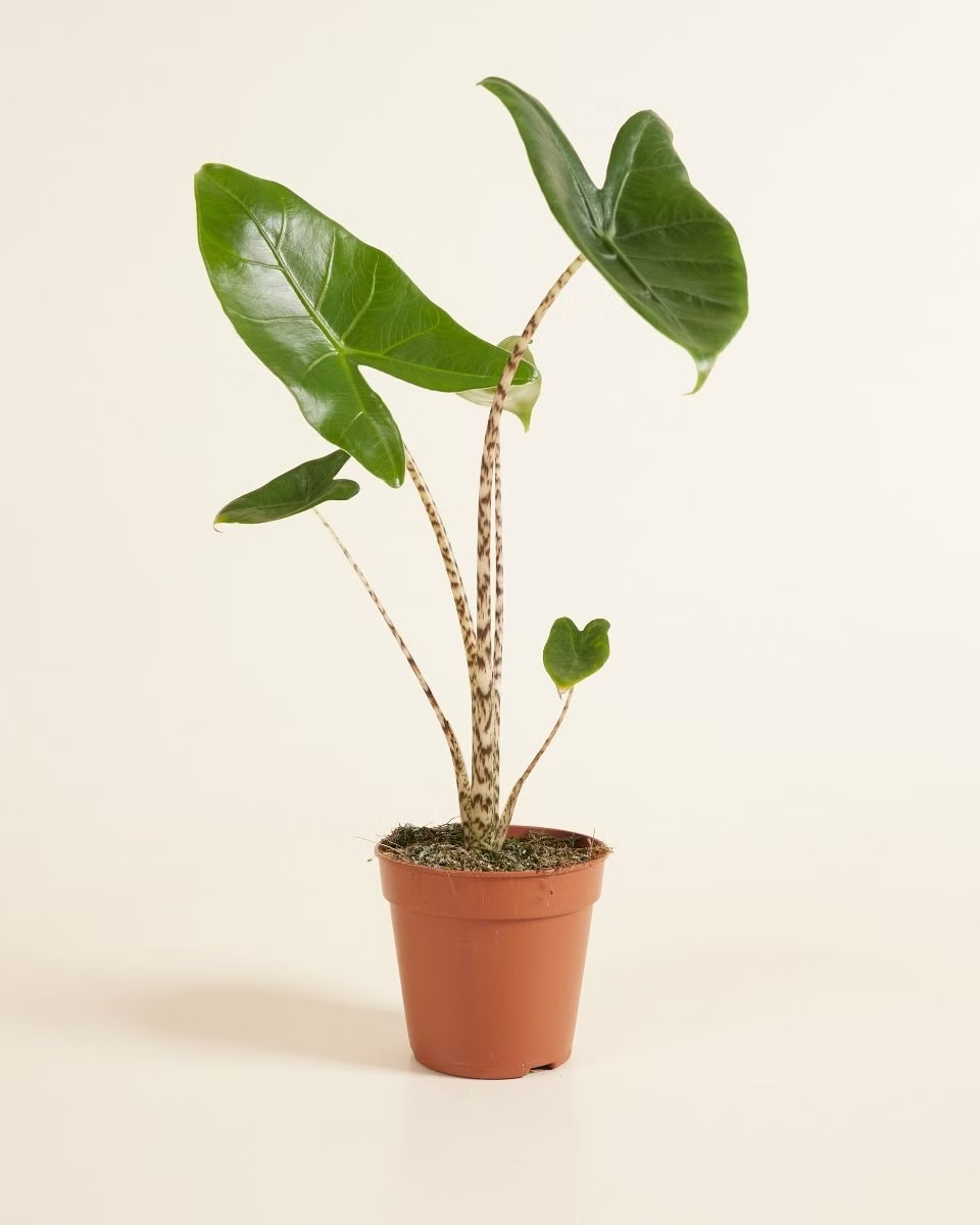 Alocasia Zebra Plant  ألوكاسيا زيبراينا (Indoor Houseplants)