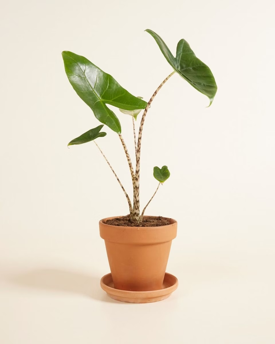 Alocasia Zebra Plant  ألوكاسيا زيبراينا (Indoor Houseplants)