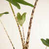 Alocasia Zebra Plant  ألوكاسيا زيبراينا (Houseplant)