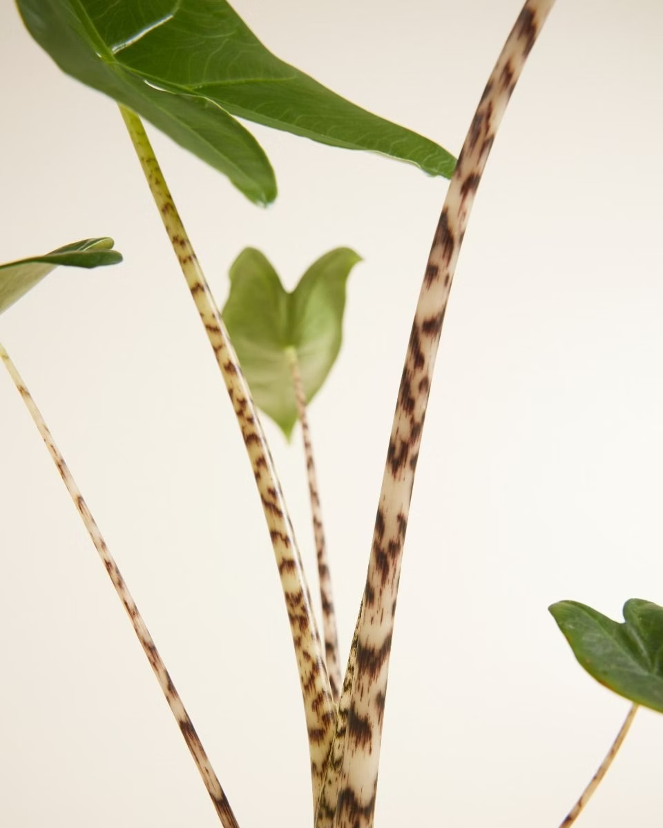 Alocasia Zebra Plant  ألوكاسيا زيبراينا (Indoor Houseplants)