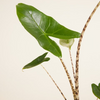 Alocasia Zebra Plant  ألوكاسيا زيبراينا (Houseplant)