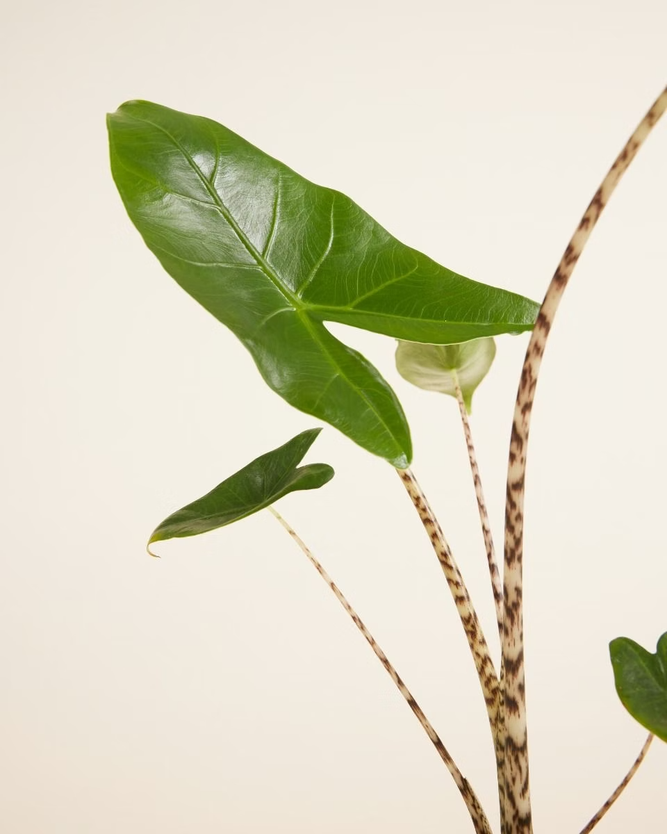 Alocasia Zebra Plant  ألوكاسيا زيبراينا (Indoor Houseplants)
