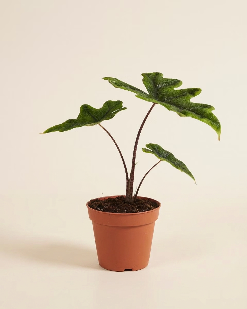 Alocasia Jacklyn ألوكاسيا جاكلين